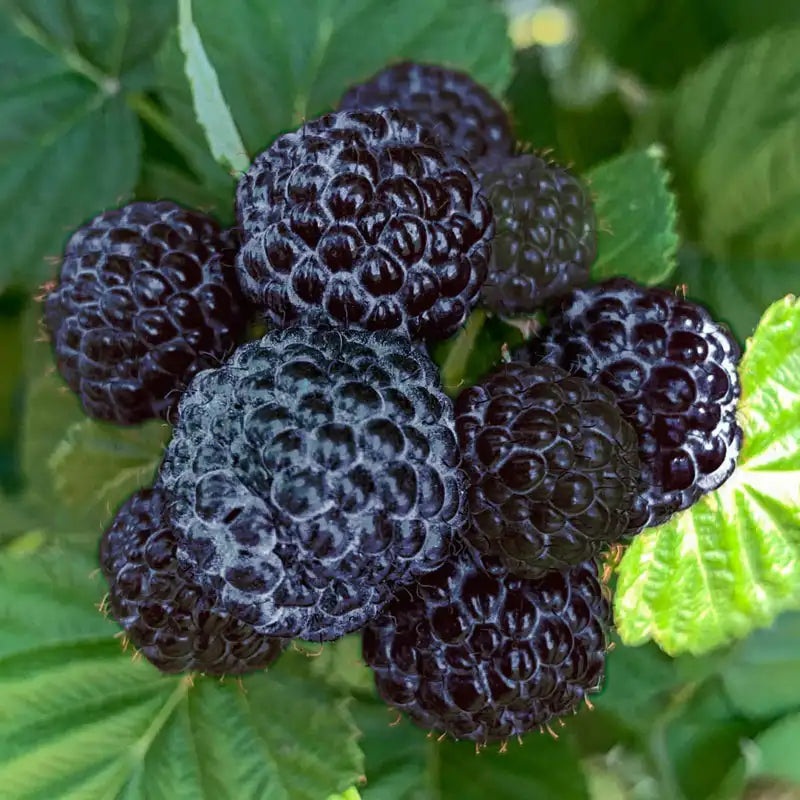 Born Free Thornless Black Raspberry Plant - PottedHaven – Holiday Sale ...
